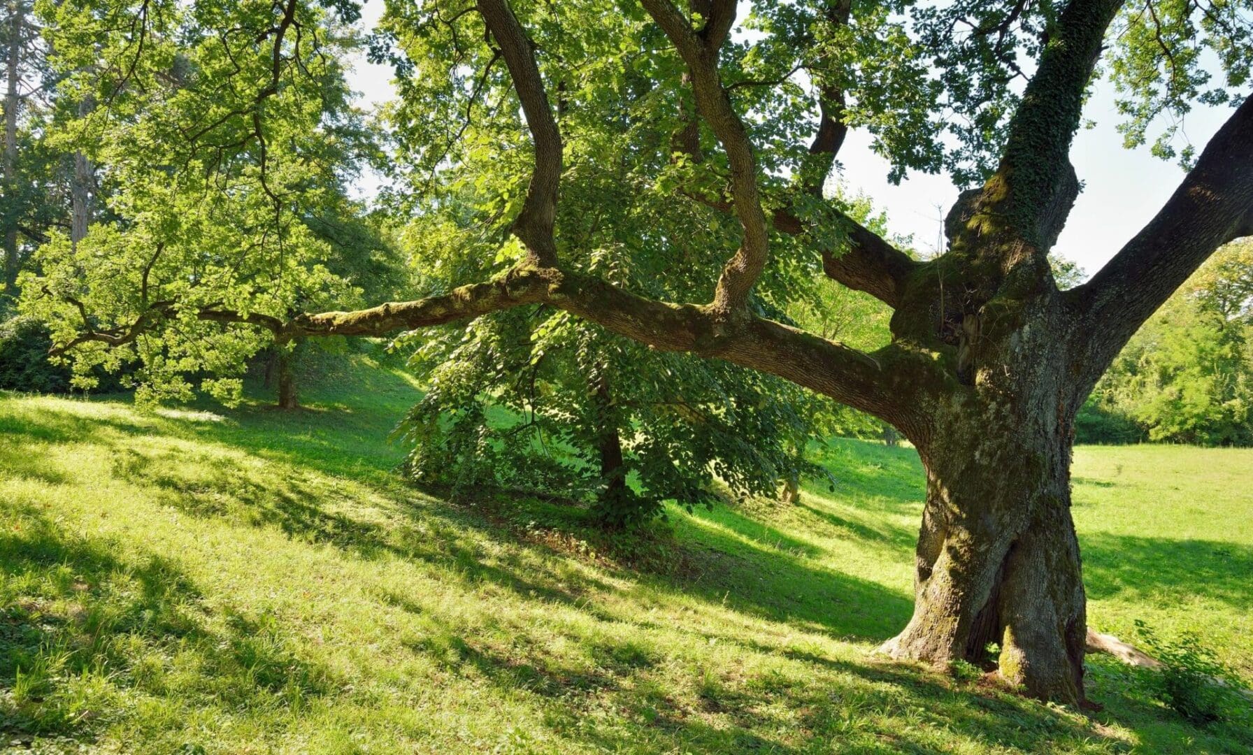 A tree in the middle of a grassy field.