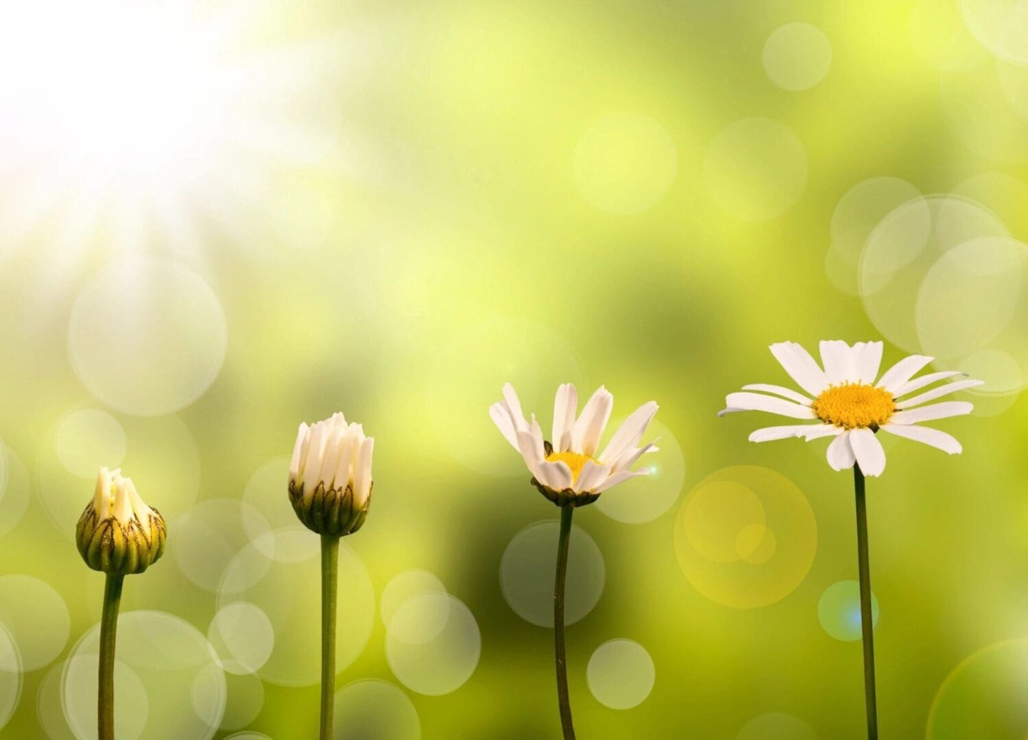 A group of flowers that are in the grass.